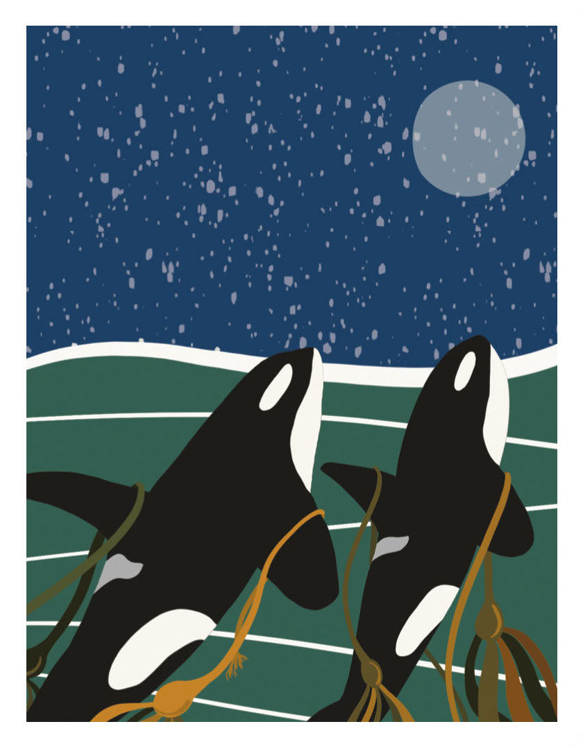 Kelping Orcas, Sugar Kelp Studio