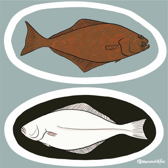 Halibut Stickers, Sugar Kelp Studio